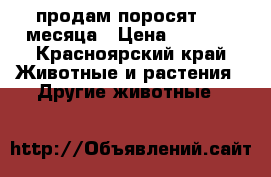 продам поросят 3,5 месяца › Цена ­ 4 000 - Красноярский край Животные и растения » Другие животные   
